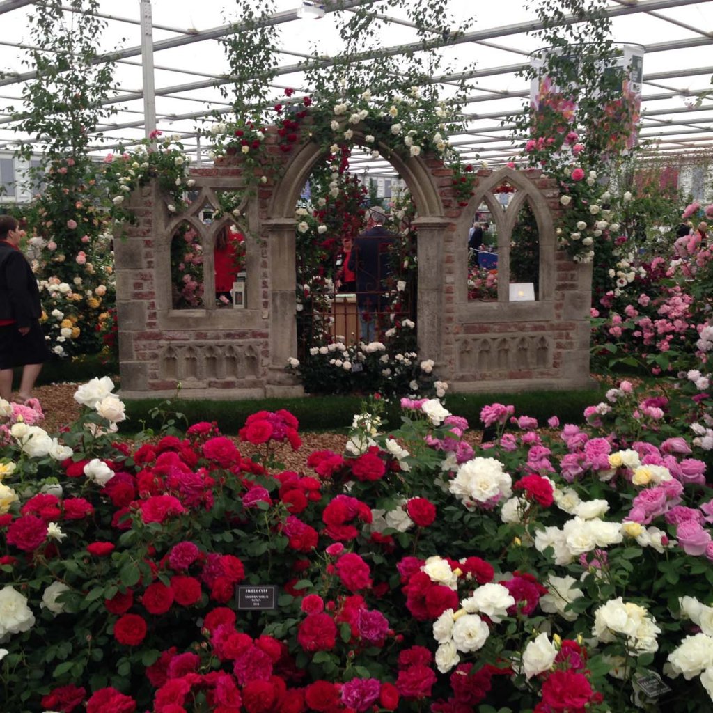 Peter Beales Roses Chelsea Flower Show